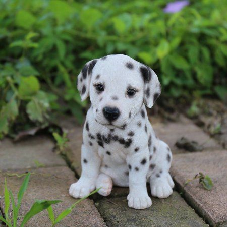 Dalmatian puppy India